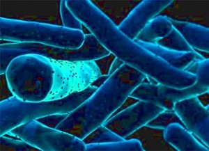 The Third Epidemic—Multidrug-Resistant Tuberculosis: Methods